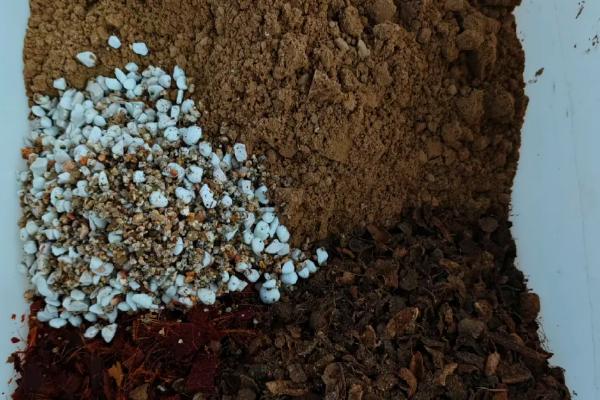 花盆种柿子的管理方法，适宜在温暖的环境中生长