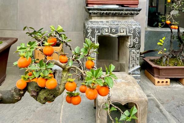 花盆种柿子的管理方法，适宜在温暖的环境中生长