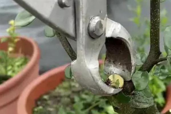 花盆种柿子的管理方法，适宜在温暖的环境中生长