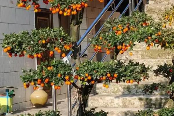 花盆种柿子的管理方法，适宜在温暖的环境中生长