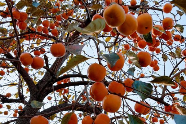 花盆种柿子的管理方法，适宜在温暖的环境中生长