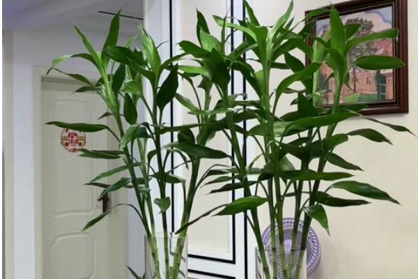 富贵竹的摆放位置，放在温暖通风、有散射光的地方有利于它生长