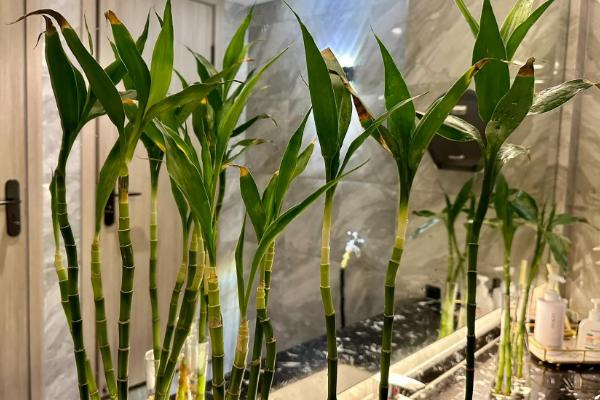 富贵竹的摆放位置，放在温暖通风、有散射光的地方有利于它生长