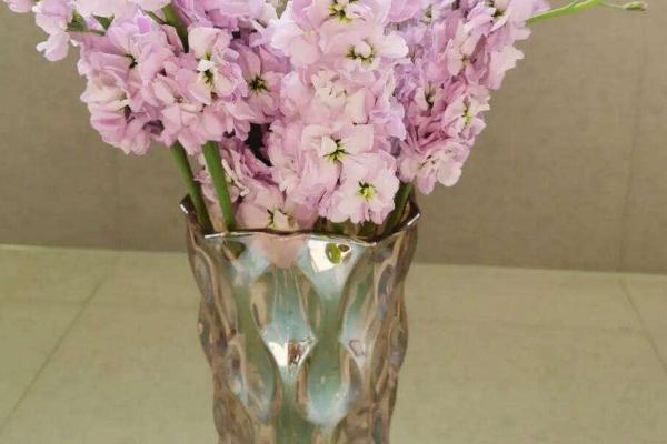 紫罗兰的醒花方式,剪除叶片经过消毒后再插入瓶中