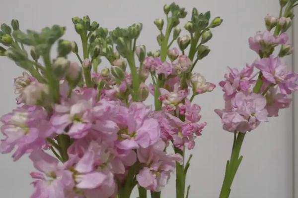 紫罗兰的醒花方式,剪除叶片经过消毒后再插入瓶中