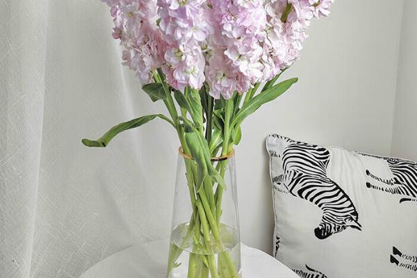 紫罗兰的醒花方式,剪除叶片经过消毒后再插入瓶中