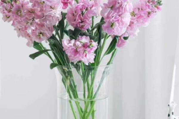 紫罗兰的醒花方式,剪除叶片经过消毒后再插入瓶中