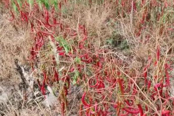 甜椒为什么会死棵，主要是土壤板结、高温高湿等原因造成