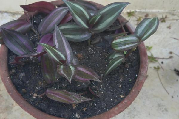 紫罗兰的醒花方式,剪除叶片经过消毒后再插入瓶中