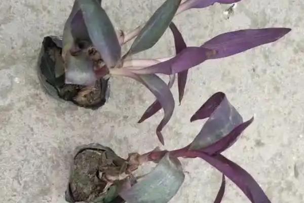 紫罗兰的醒花方式,剪除叶片经过消毒后再插入瓶中