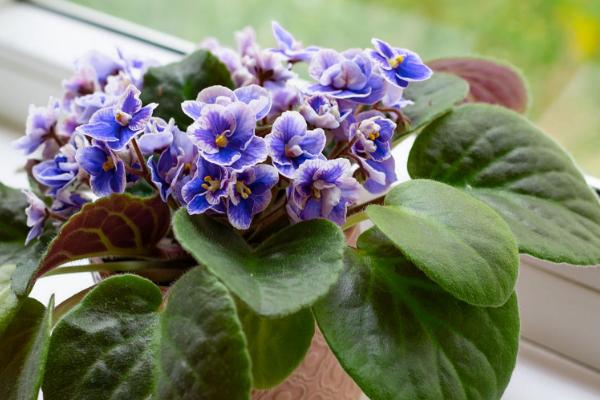 紫罗兰的醒花方式,剪除叶片经过消毒后再插入瓶中