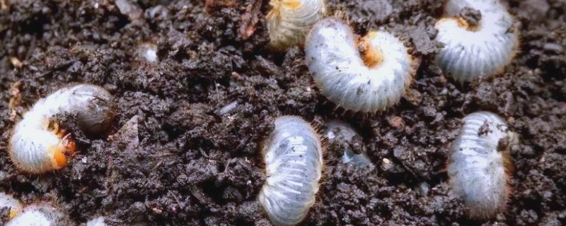 蛴螬的简介，成虫是金龟子或金龟甲