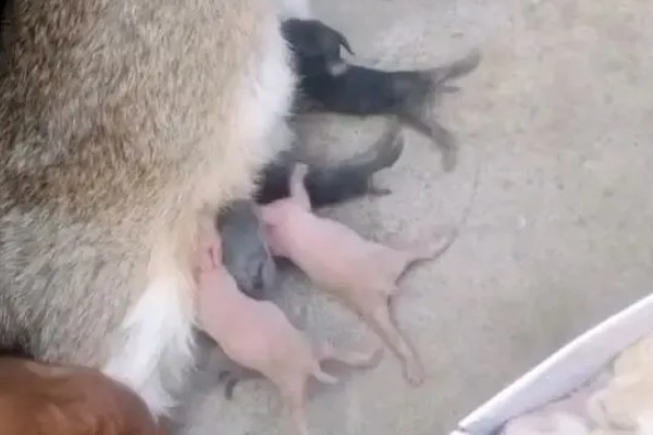 怎么照顾仔兔，要及时让仔兔喝到初乳