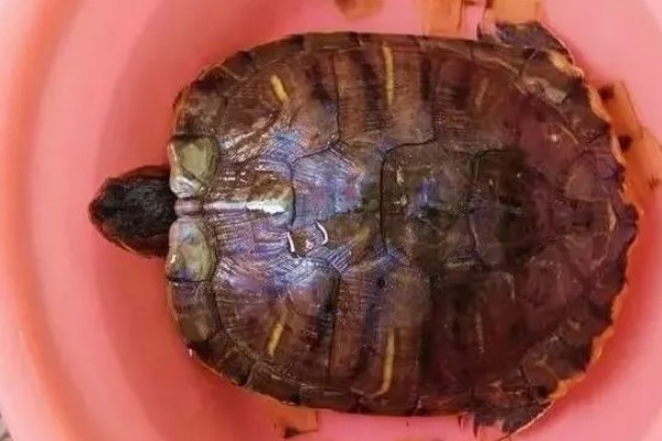 乌龟需要脱壳的原因，身体增长后需要新壳才能容纳