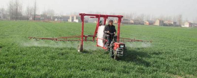 春季防止小麦倒伏的方法，可在起身期喷施多效唑