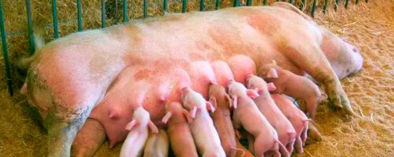 母猪产后为何奶水不足，一般是缺少营养、出现应激等因素造成