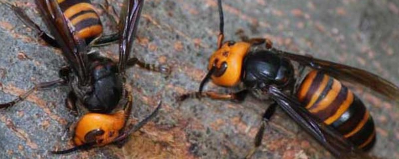 地雷蜂的形态特征,其体色鲜明