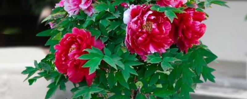 牡丹花怎么繁殖,播种和分株是常见方式