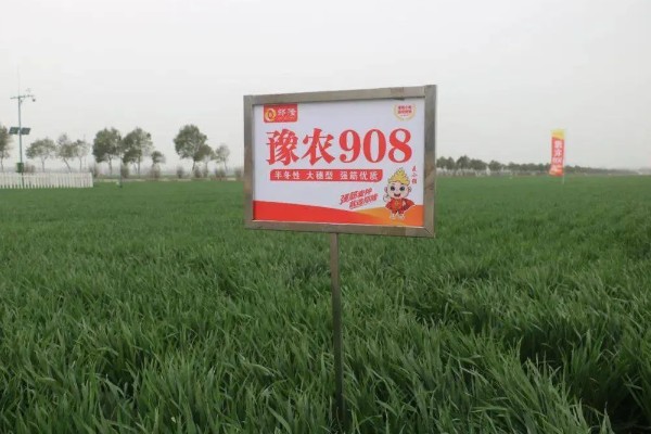 豫农908小麦的简介，全生育期为229天左右