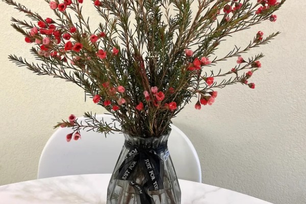 澳洲腊梅鲜切花能养多久，能养两个月