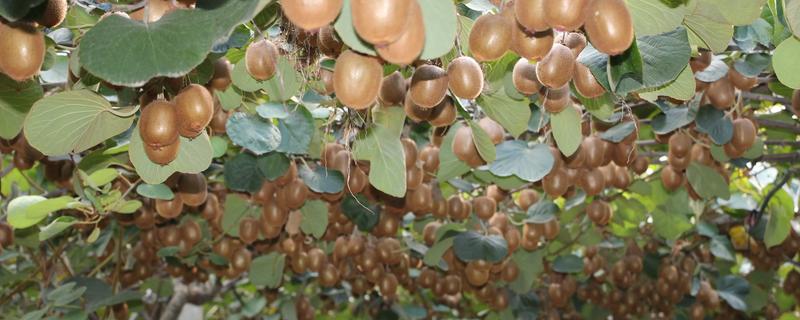 种植猕猴桃的方法，一般在春季3-4月份种植