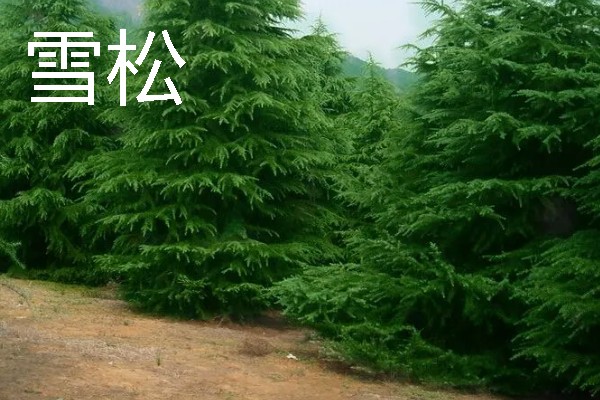 有哪些园林绿化树木品种，常见的有雪松、银杏等