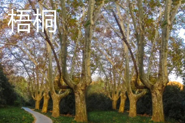 有哪些园林绿化树木品种，常见的有雪松、银杏等