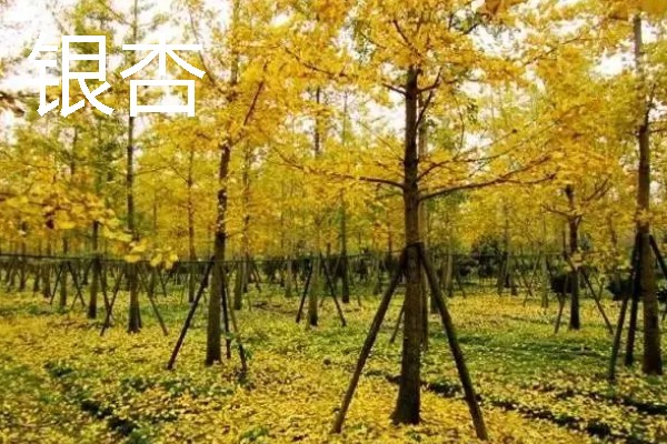 有哪些园林绿化树木品种，常见的有雪松、银杏等