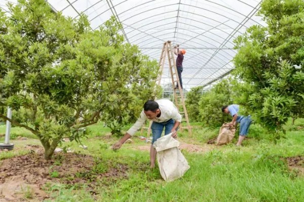 杨梅的施肥时间，基肥可以在秋季施用