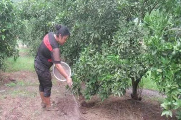 杨梅的施肥时间，基肥可以在秋季施用