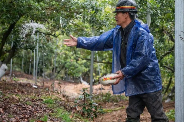 杨梅的施肥时间，基肥可以在秋季施用