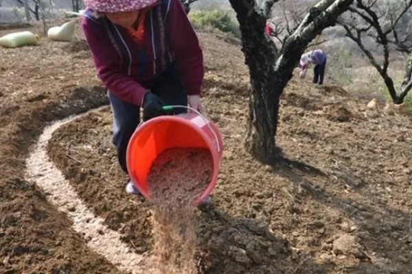 杨梅的施肥时间，基肥可以在秋季施用