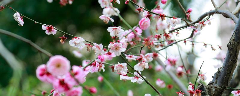 梅花在什么季节开，一般会在冬春季开放