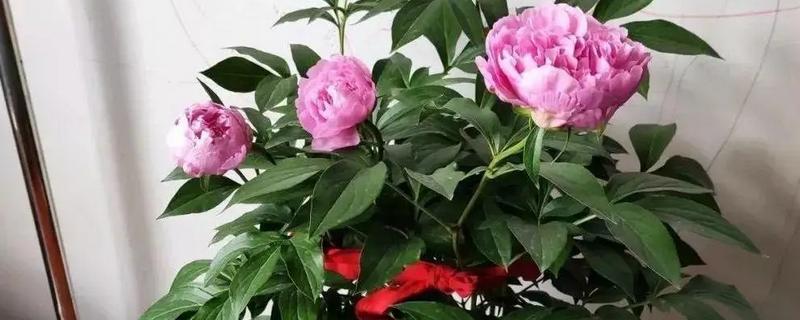 芍药花用什么盆合适，用泥瓦盆合适