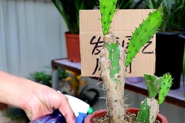 让仙人掌快速生长的方法，生长旺期每个月追施一次复合肥