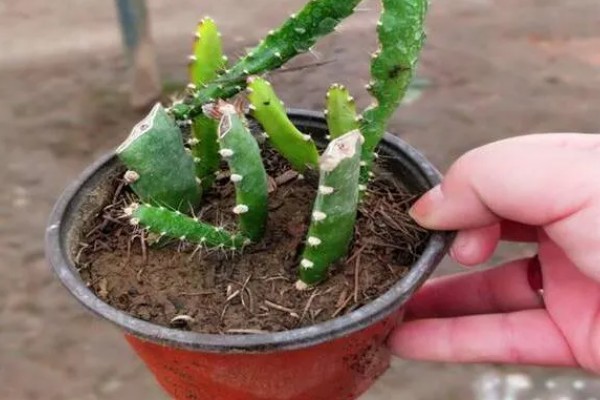 让仙人掌快速生长的方法，生长旺期每个月追施一次复合肥