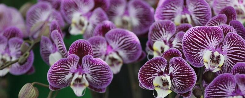 蝴蝶兰根烂了还能不能活，处理得好还是可以继续存活的