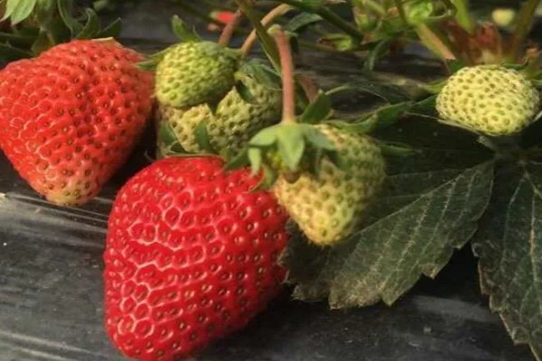 越秀草莓品种介绍，大果重量可以达到50克左右