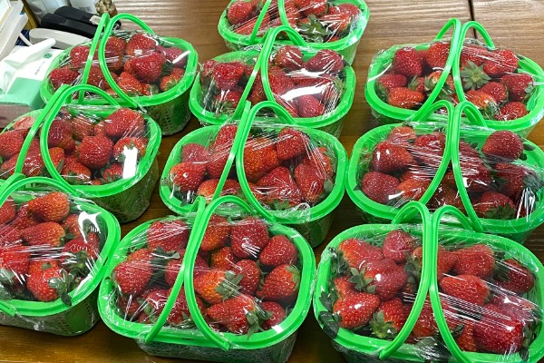 越秀草莓品种介绍，大果重量可以达到50克左右