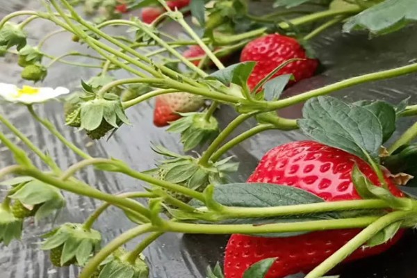 越秀草莓品种介绍，大果重量可以达到50克左右
