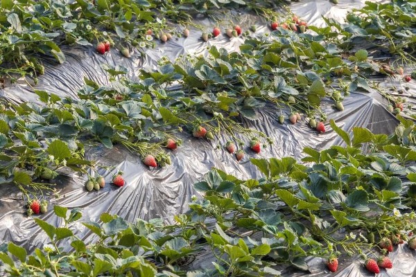 越秀草莓品种介绍，大果重量可以达到50克左右