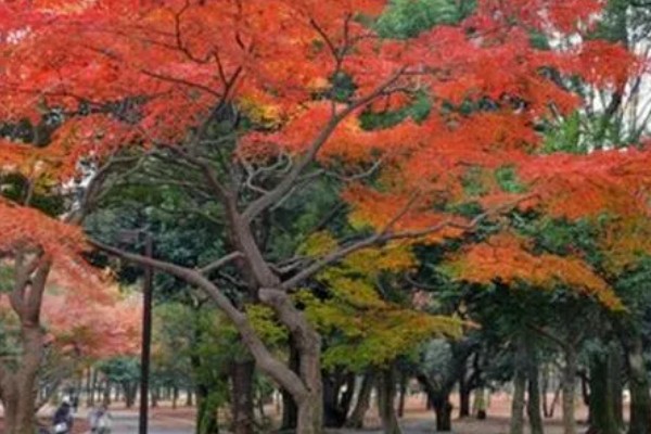 枫叶属于哪个科，属于槭树科