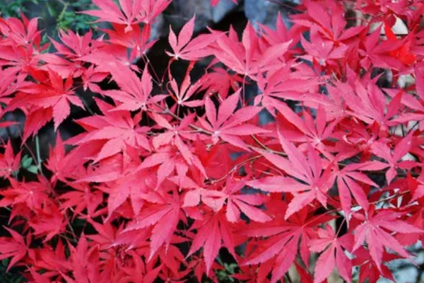 枫叶属于哪个科，属于槭树科