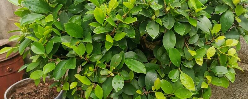 养殖榕树的方法，春秋季节每隔1-2天浇一次水