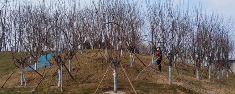 保护树木有哪些方法，夏季每隔2-3天浇一次水