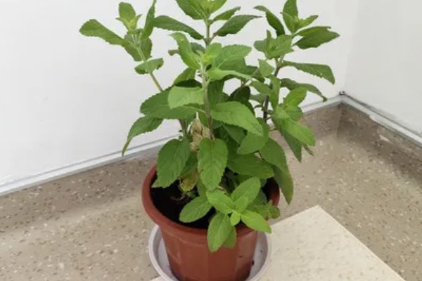 薄荷茎都黑了还能不能活，薄荷茎黑了后还能活