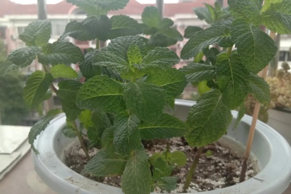 薄荷茎都黑了还能不能活，薄荷茎黑了后还能活