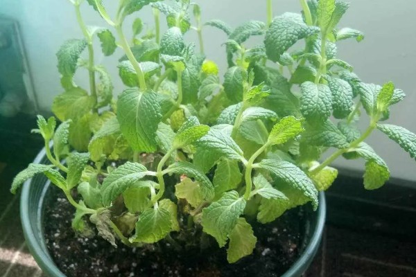 薄荷茎都黑了还能不能活，薄荷茎黑了后还能活