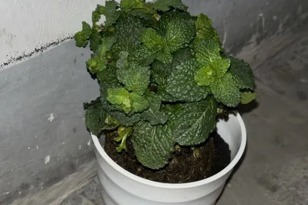 薄荷茎都黑了还能不能活，薄荷茎黑了后还能活