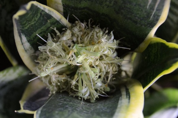 虎皮兰的开花时间，每年开放一次花期多为11-12月份